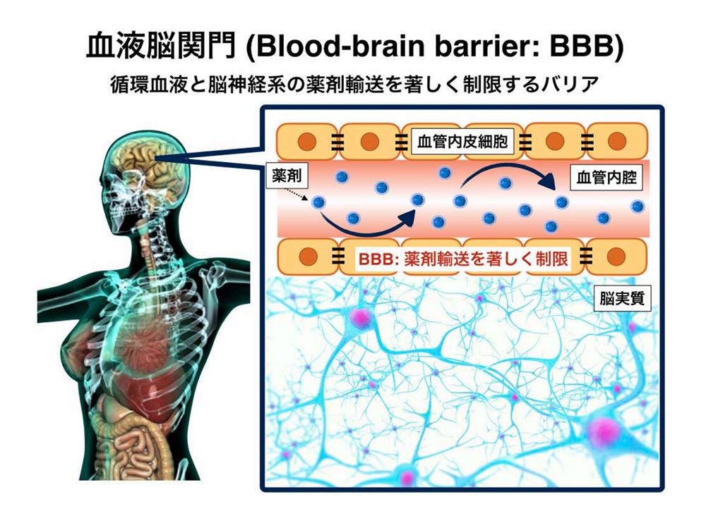 血液 Blood Japaneseclass Jp