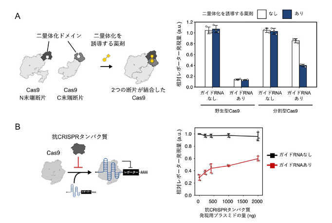 図3:薬剤と抗CRISPRタンパク質による翻訳の制御  A:Cas9断片を二量体化を誘導する薬剤を用いた翻訳制御  B:抗CRISPRタンパク質を用いたCas9応答型mRNAスイッチの翻訳制御